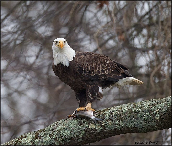 _2SB2404 american bald eagle with fish.jpg
